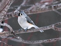 Tuffed Titmouse